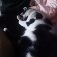 Tuxedo (Smokin) Kedi, Kedi  Gedson Oreo fotoğrafı