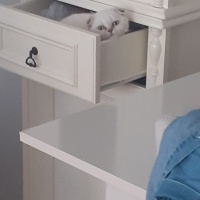 Scottish Fold, Kedi  Monica fotoğrafı