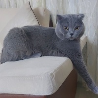 British Shorthair, Kedi  Duman fotoğrafı
