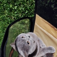 British Shorthair, Kedi  Duman fotoğrafı