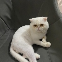 İran Kedisi (Persian), Kedi  bulut fotoğrafı