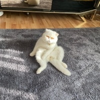 İran Kedisi (Persian), Kedi  bulut fotoğrafı
