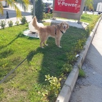 Golden Retriever, Köpek  Luck fotoğrafı