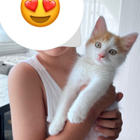 Tekir Kedi, Kedi  Cookie fotoğrafı