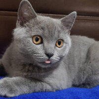 British Shorthair, Kedi  Ragnar fotoğrafı