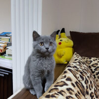 British Shorthair, Kedi  Ragnar fotoğrafı