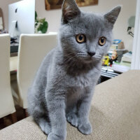 British Shorthair, Kedi  Ragnar fotoğrafı