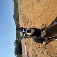 Pointer, Köpek  Roti fotoğrafı
