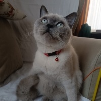 Siyam Kedisi, Kedi  Hera fotoğrafı