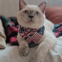 Siyam Kedisi, Kedi  Hera fotoğrafı