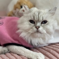 British Shorthair, Kedi  Sütlaç fotoğrafı