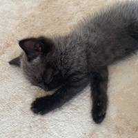 British Shorthair, Kedi  Gece fotoğrafı