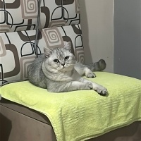 British Shorthair, Kedi  GOFRET fotoğrafı