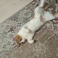Ankara Kedisi, Kedi  Pamuk fotoğrafı