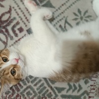 Ankara Kedisi, Kedi  Pamuk fotoğrafı