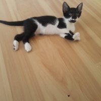 Tekir Kedi, Kedi  şanşlı fotoğrafı
