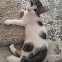 Tekir Kedi, Kedi  şanşlı fotoğrafı