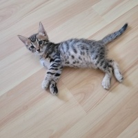 Tekir Kedi, Kedi  şanşlı fotoğrafı