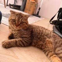 British Shorthair, Kedi  badem fotoğrafı