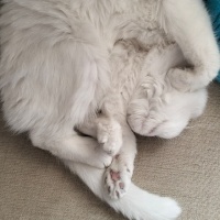 Scottish Fold, Kedi  Pina fotoğrafı