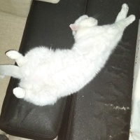 Scottish Fold, Kedi  Pina fotoğrafı