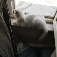 Scottish Fold, Kedi  Pina fotoğrafı