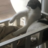 Tuxedo (Smokin) Kedi, Kedi  Simbati fotoğrafı