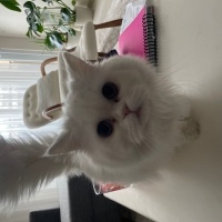 Chinchilla, Kedi  Bücür fotoğrafı