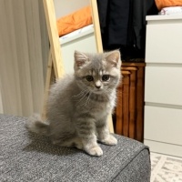 British Shorthair, Kedi  Lokum fotoğrafı