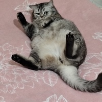 British Shorthair, Kedi  Dody fotoğrafı