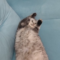 British Shorthair, Kedi  Dody fotoğrafı
