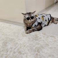 British Shorthair, Kedi  Dody fotoğrafı