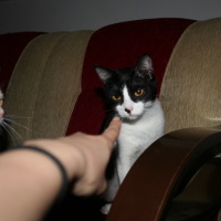 Tuxedo (Smokin) Kedi, Kedi  Hera fotoğrafı