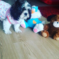 Shih Tzu, Köpek  Maya fotoğrafı