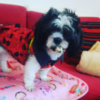 Shih Tzu, Köpek  Maya fotoğrafı