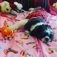 Shih Tzu, Köpek  Maya fotoğrafı