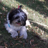 Shih Tzu, Köpek  Maya fotoğrafı