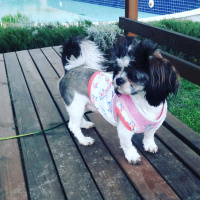 Shih Tzu, Köpek  Maya fotoğrafı