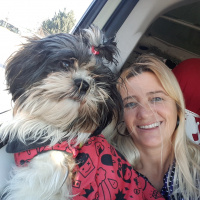 Shih Tzu, Köpek  Maya fotoğrafı