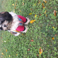 Shih Tzu, Köpek  Maya fotoğrafı