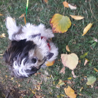 Shih Tzu, Köpek  Maya fotoğrafı