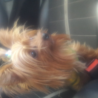 Shih Tzu, Köpek  Maya fotoğrafı