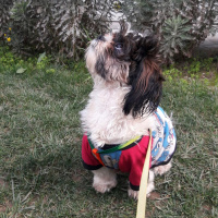 Shih Tzu, Köpek  Maya fotoğrafı