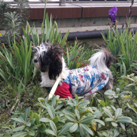 Shih Tzu, Köpek  Maya fotoğrafı