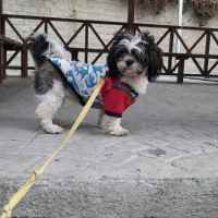 Shih Tzu, Köpek  Maya fotoğrafı