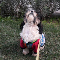 Shih Tzu, Köpek  Maya fotoğrafı