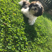 Shih Tzu, Köpek  Maya fotoğrafı