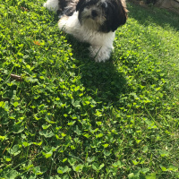 Shih Tzu, Köpek  Maya fotoğrafı