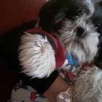 Shih Tzu, Köpek  Maya fotoğrafı