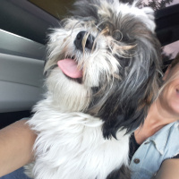 Shih Tzu, Köpek  Maya fotoğrafı